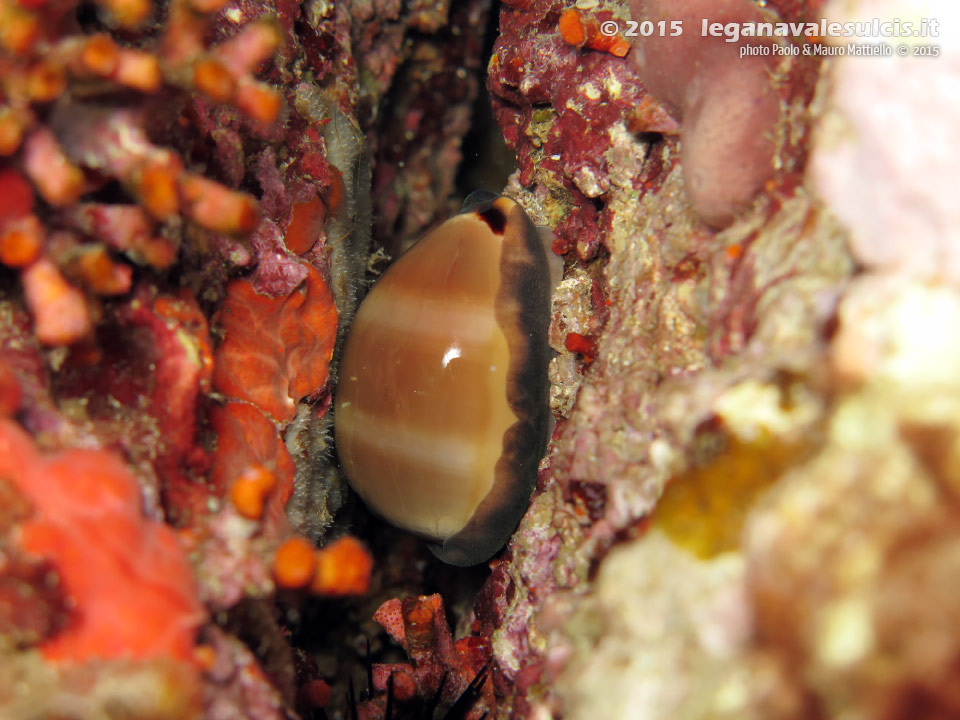 Porto Pino foto subacquee - 2015 - Ciprea porcellana (Luria lurida)
