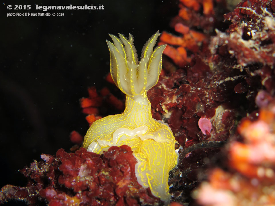 Porto Pino foto subacquee - 2015 - Nudibranco Hypselodoris picta, circa 7 cm