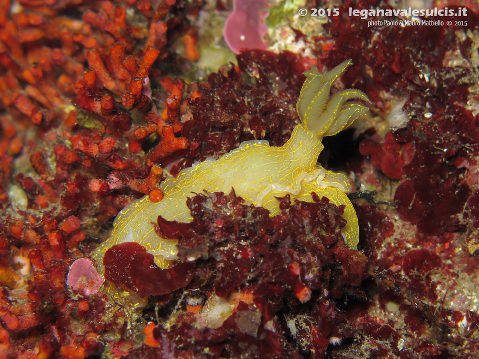 Porto Pino foto subacquee - 2015 - Nudibranco Hypselodoris picta, circa 7 cm