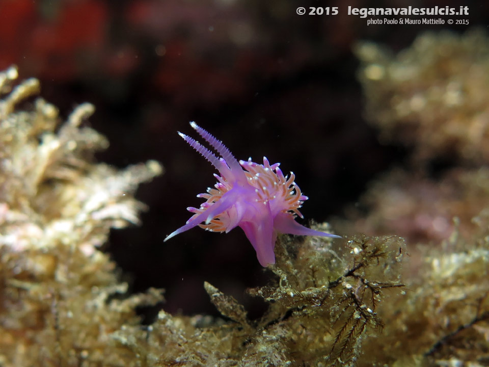 Porto Pino foto subacquee - 2015 - Nudibranco flabellina (Flabellina affinis)