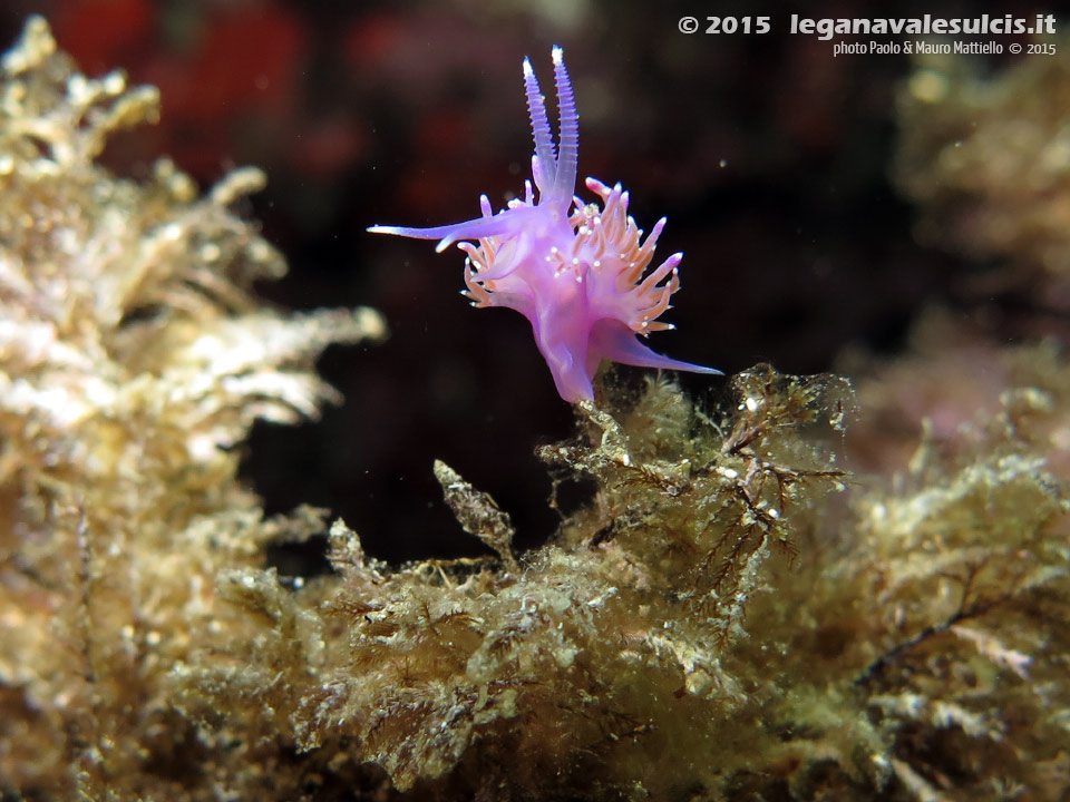 Porto Pino foto subacquee - 2015 - Nudibranco flabellina (Flabellina affinis)