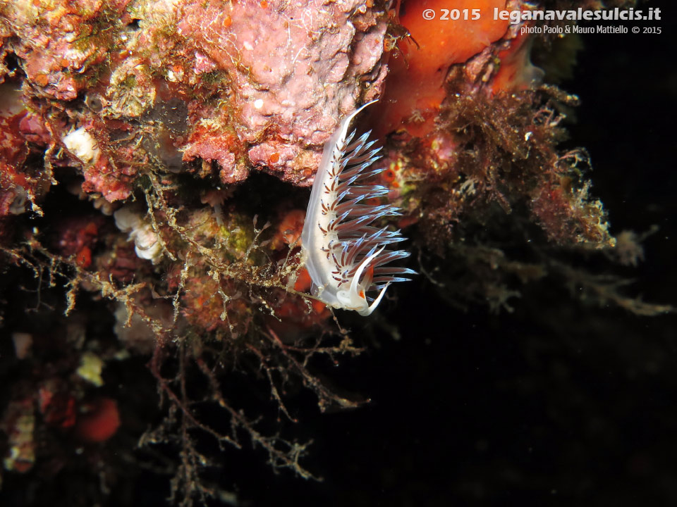 Porto Pino foto subacquee - 2015 - Nudibranco cratena (Cratena peregrina)