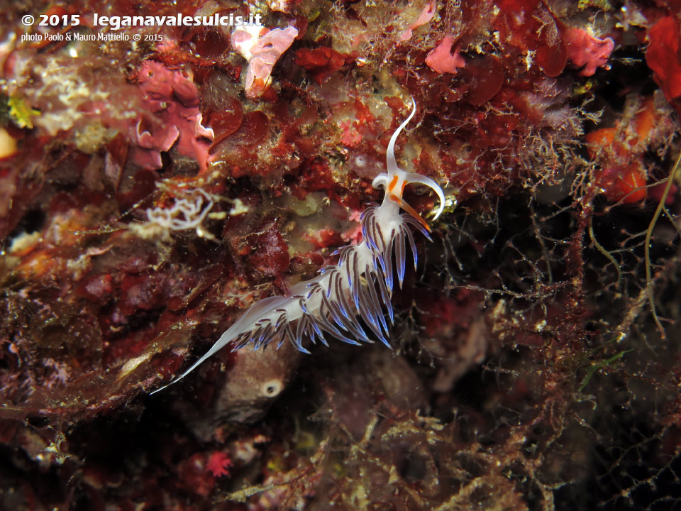 Porto Pino foto subacquee - 2015 - Nudibranco cratena (Cratena peregrina)