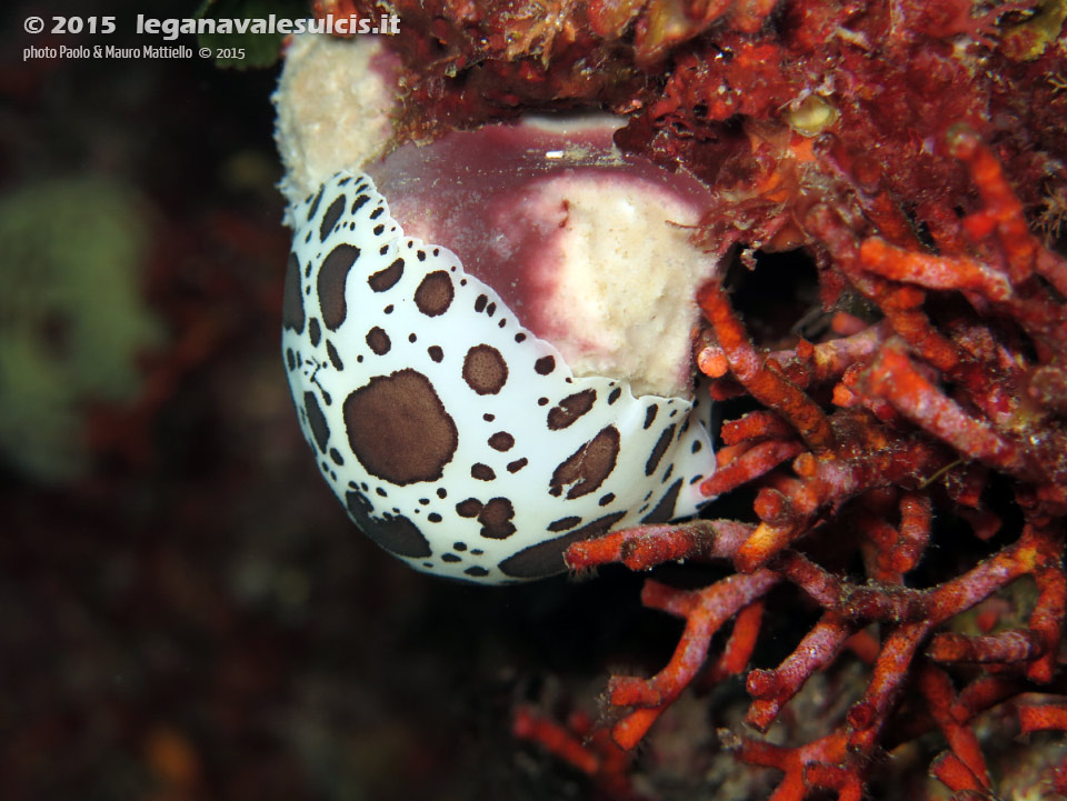 Porto Pino foto subacquee - 2015 - Nudibranco Vacchetta di mare (Discodoris atromaculata) su spugna Petrosia (Petrosia ficiformis)