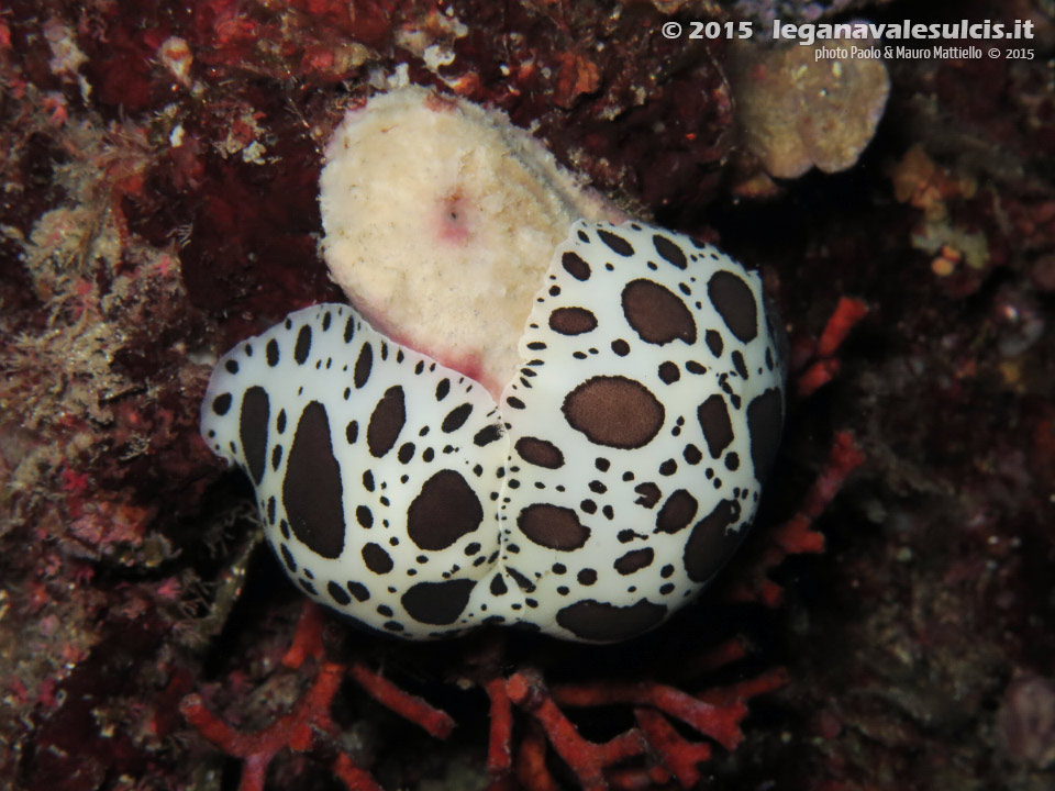 Porto Pino foto subacquee - 2015 - Nudibranchi Vacchetta di mare (Discodoris atromaculata) su spugna Petrosia (Petrosia ficiformis)