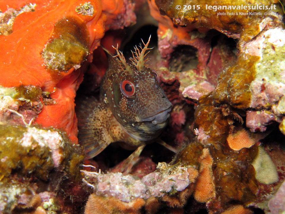 Porto Pino foto subacquee - 2015 - Bavosa ruggine (Parablennius gattorugine)