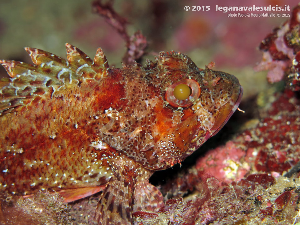 Porto Pino foto subacquee - 2015 - Scorfano rosso (Scorpaena scrofa)
