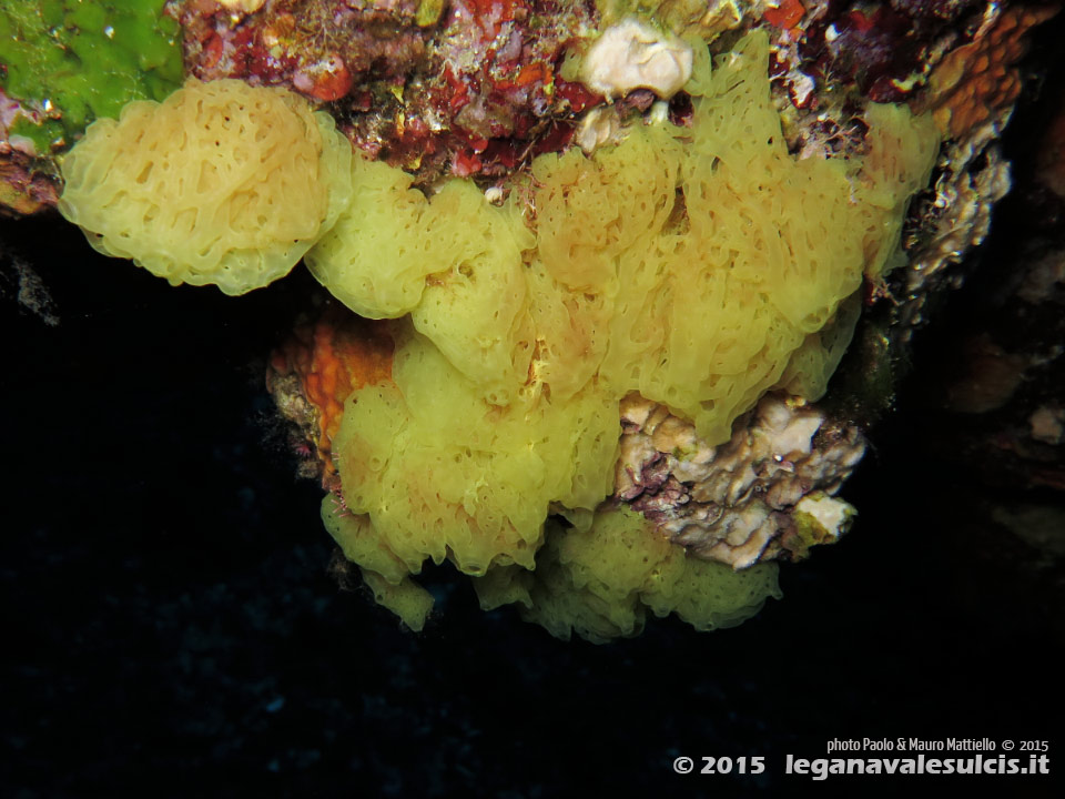 Porto Pino foto subacquee - 2015 - Spugna gialla a rete o clatrina (Clathrina clathrus)