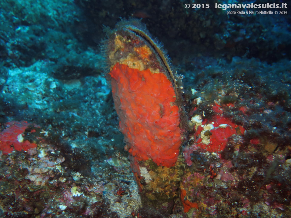 Porto Pino foto subacquee - 2015 - Nacchera (Pinna nobilis)