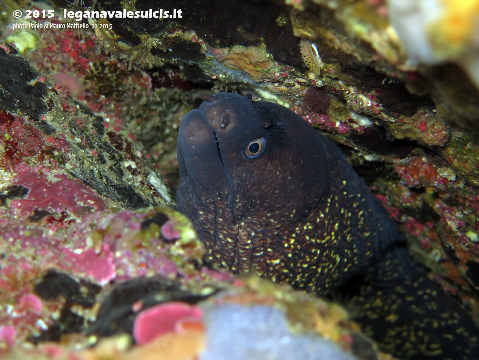 Porto Pino foto subacquee - 2015 - Murena (Muraena helena)