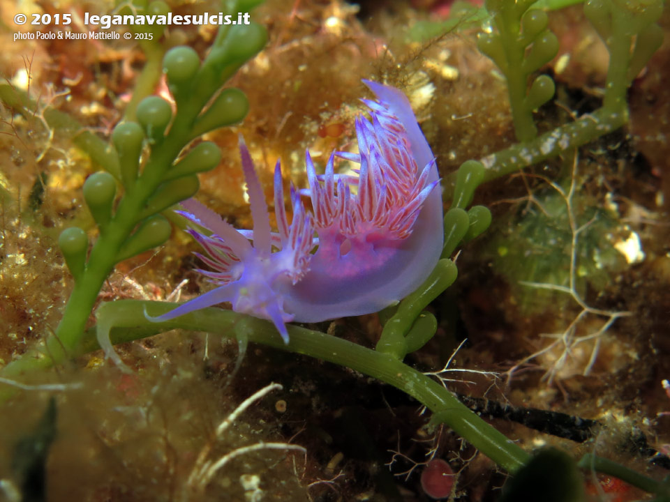 Porto Pino foto subacquee - 2015 - Nudibranco flabellina (Flabellina affinis)