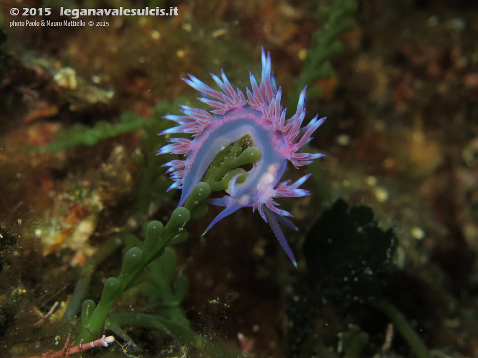 Porto Pino foto subacquee - 2015 - Nudibranco flabellina (Flabellina affinis)