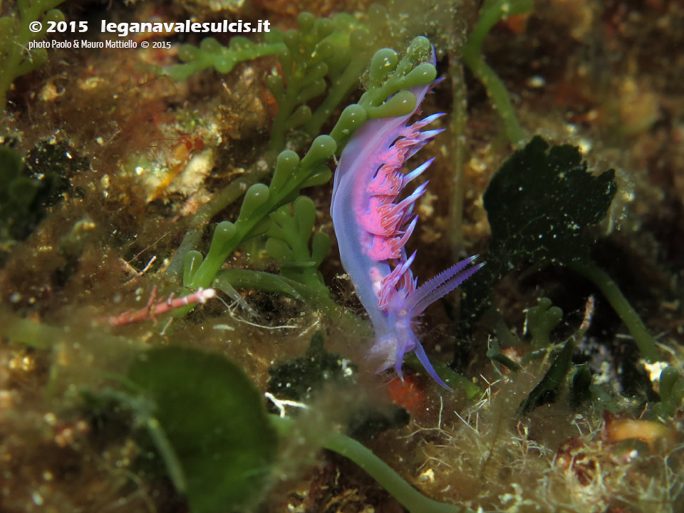 Porto Pino foto subacquee - 2015 - Nudibranco flabellina (Flabellina affinis)