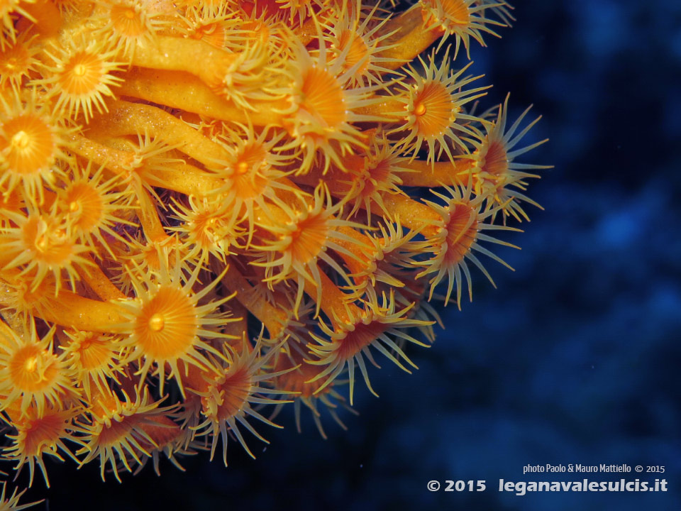 Porto Pino foto subacquee - 2015 - Margherite di mare (Parazoanthus axinellae)