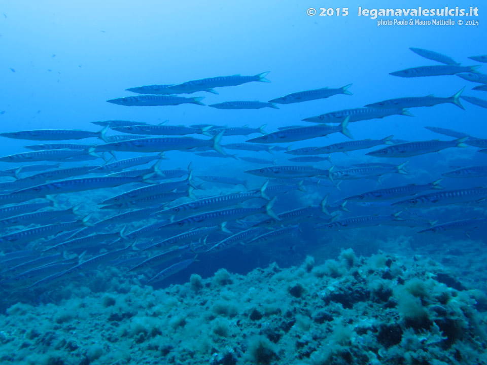 Porto Pino foto subacquee - 2015 - Barracuda del Mediterraneo (Sphyraena viridensis)