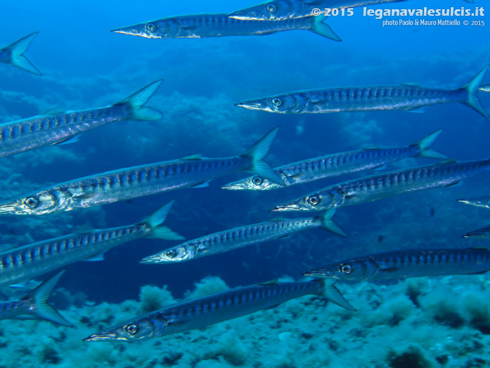 Porto Pino foto subacquee - 2015 - Barracuda del Mediterraneo (Sphyraena viridensis)