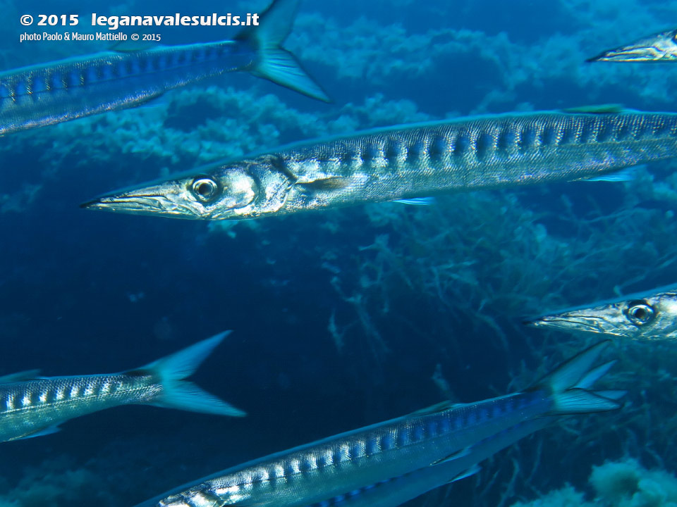 Porto Pino foto subacquee - 2015 - Barracuda del Mediterraneo (Sphyraena viridensis)