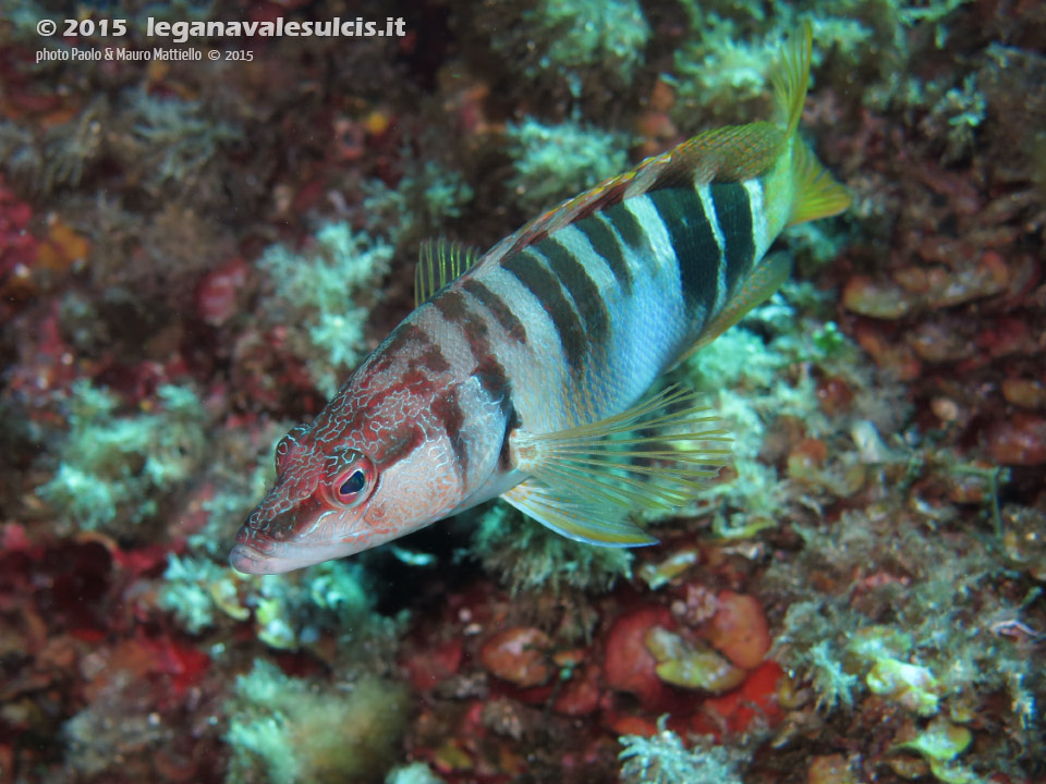 Porto Pino foto subacquee - 2015 - Sciarrano (Serranus scriba)