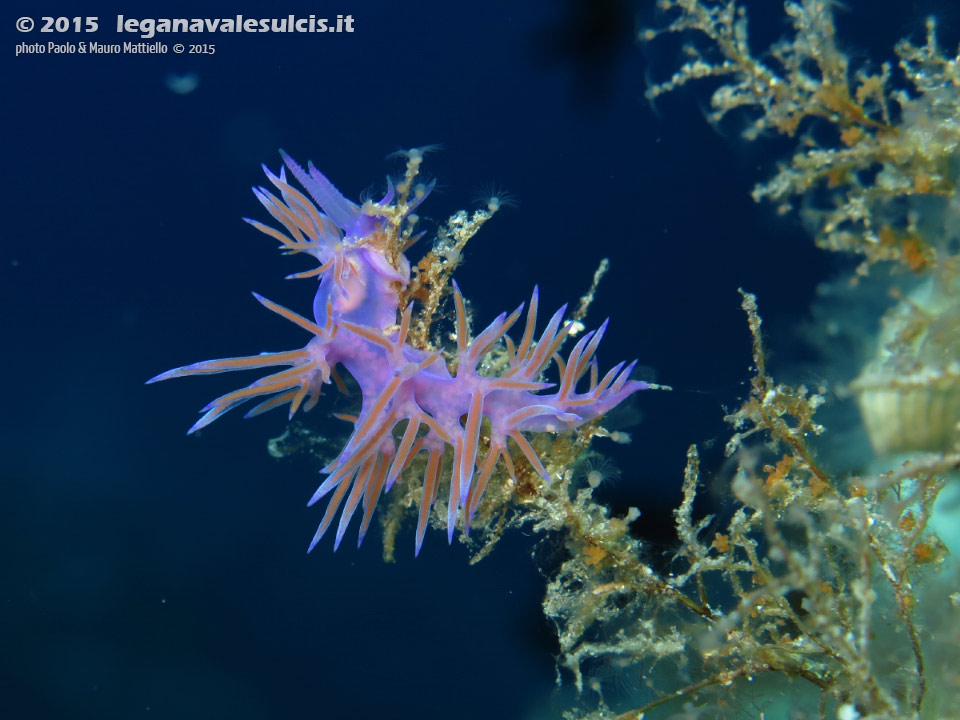 Porto Pino foto subacquee - 2015 - Nudibranco flabellina (Flabellina affinis)