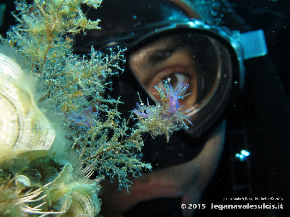 Porto Pino foto subacquee - 2015 - Nudibranco flabellina (Flabellina affinis) e subacqueo