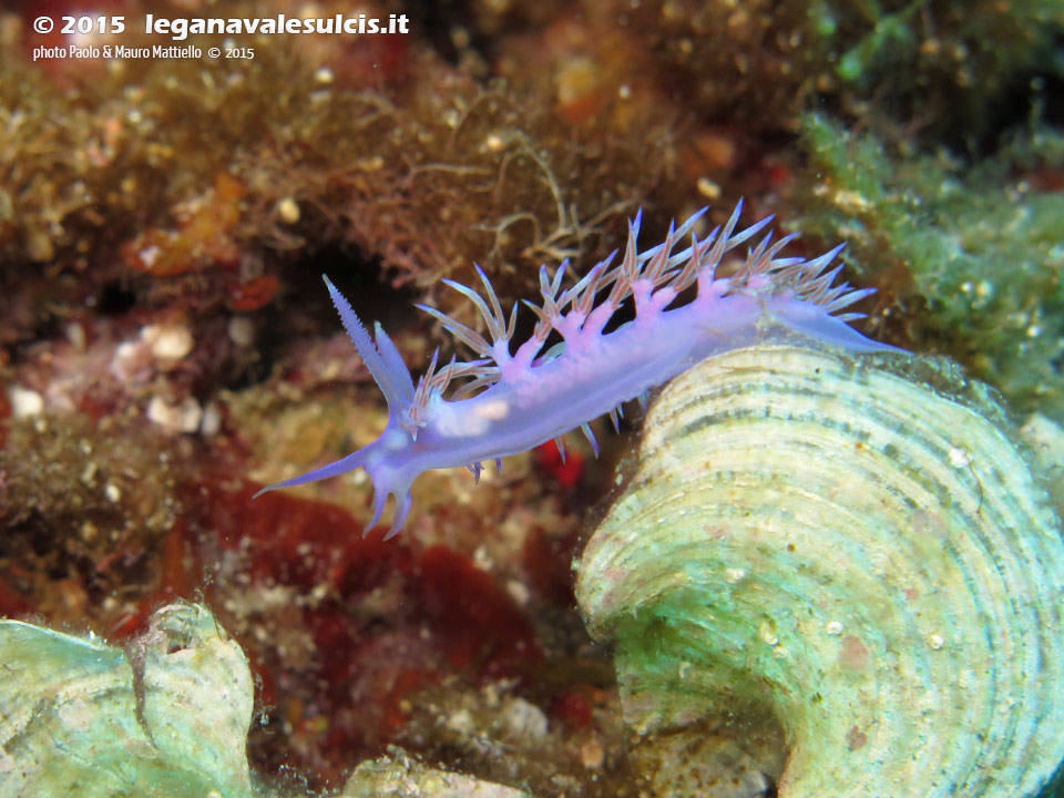 Porto Pino foto subacquee - 2015 - Nudibranco flabellina (Flabellina affinis)