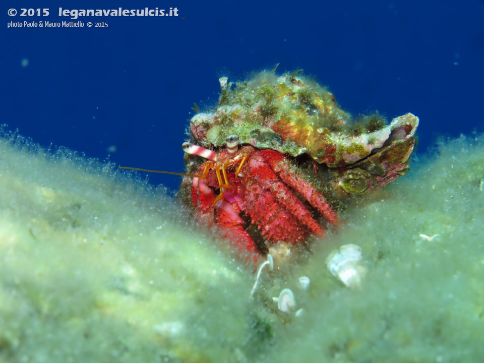 Porto Pino foto subacquee - 2015 - Paguro Bernardo l'eremita (Dardanus calidus)