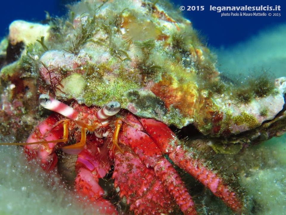 Porto Pino foto subacquee - 2015 - Paguro Bernardo l'eremita (Dardanus calidus)