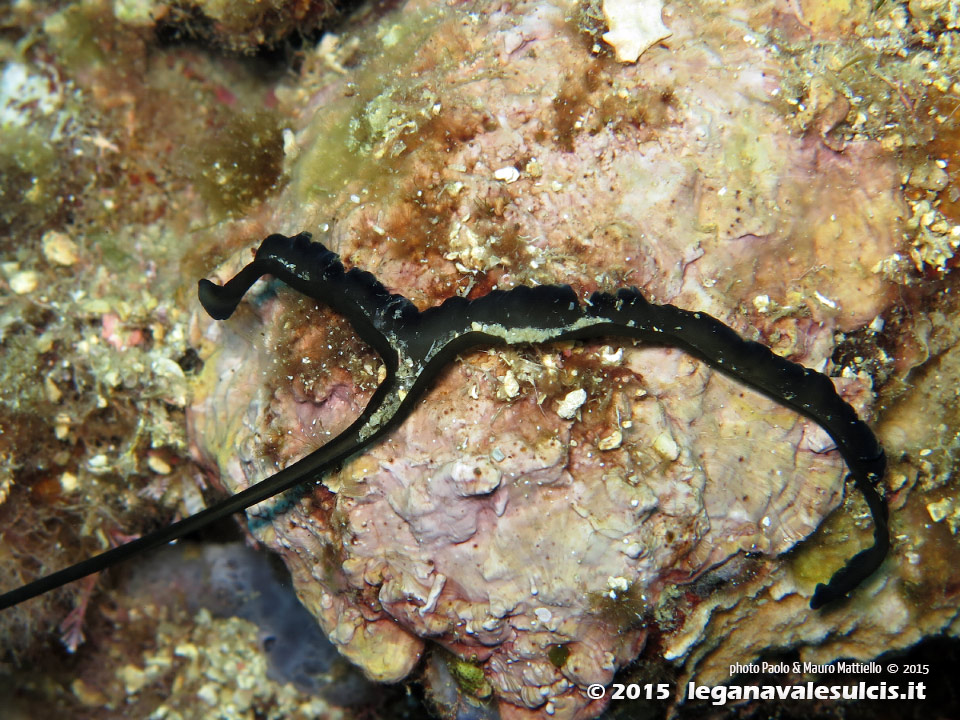 Porto Pino foto subacquee - 2015 - Proboscide a T del verme Bonellia (Bonellia viridis)