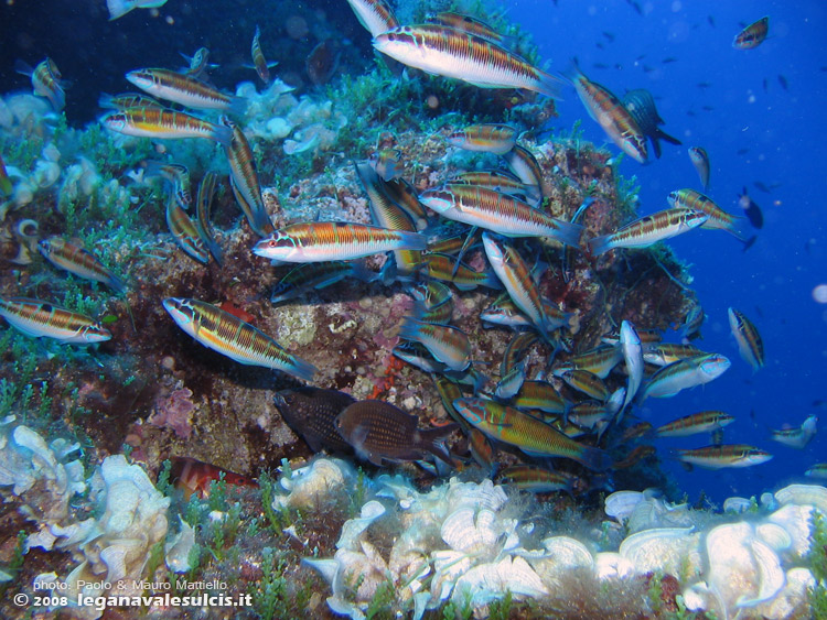 Porto Pino foto subacquee - 2008 - Le castagnole (Chromis chromis) difendono con tutte le loro forze le uova dall'assalto delle donzelle pavonine (Thalassoma Pavo)