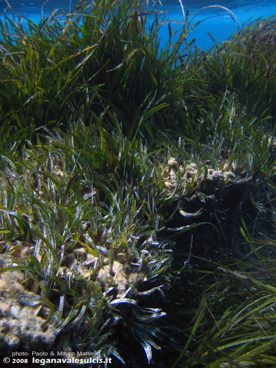 Porto Pino foto subacquee - 2008 - La pianta marina (non alga) onnipresente: la posidonia (Posidonia oceanica), in acqua bassa