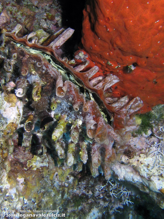 Porto Pino foto subacquee - 2008 - Nacchera spinosa (Pinna rudis), più piccola e (a Porto Pino) meno diffusa della nacchera normale