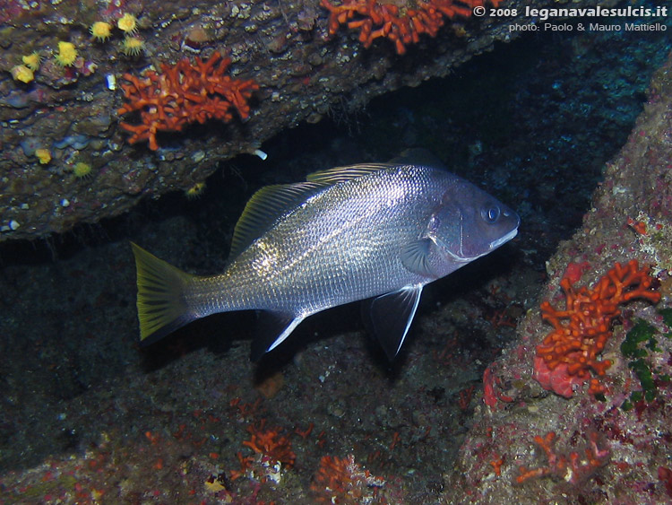 Porto Pino foto subacquee - 2008 - Corvina (Sciaena umbra)