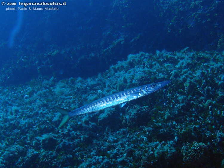 Porto Pino foto subacquee - 2008 - Cala Piombo, barracuda del Mediterraneo (Sphyraena viridensis) di modeste dimensioni