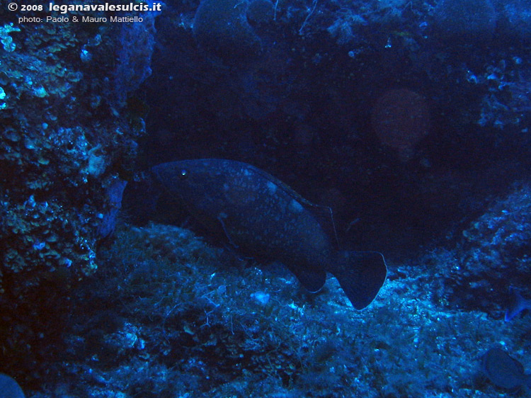 Porto Pino foto subacquee - 2008 - Capo Teulada: cernia bruna (Epinephelus marginatus) di una decina di Kg. Era molto distante, da cui la cattiva qualità della foto.