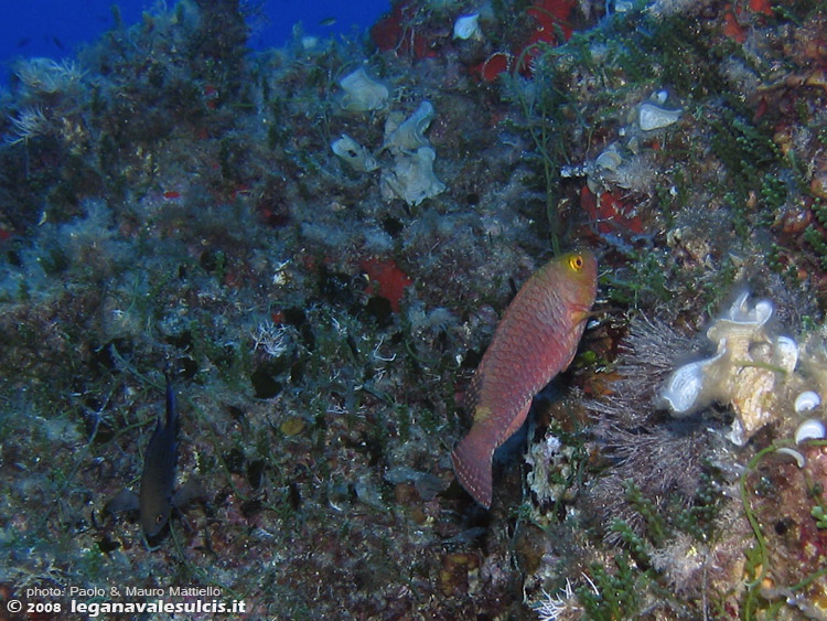 Porto Pino foto subacquee - 2008 - Capo Teulada. Un incontro poco frequente: un pesce...alieno, il pesce pappagallo (Sparisoma cretense), specie tropicale ma ormai arrivata anche da noi