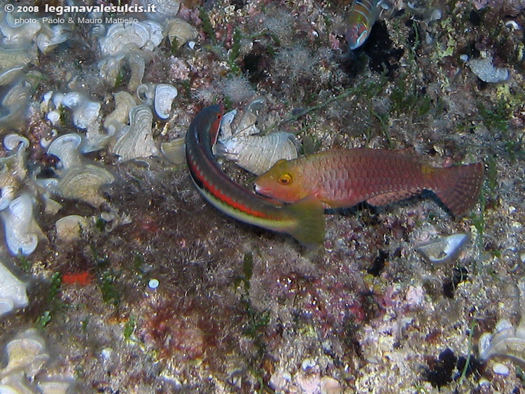 Porto Pino foto subacquee - 2008 - Ancora il piccolo pesce pappagallo (Sparisoma cretense)