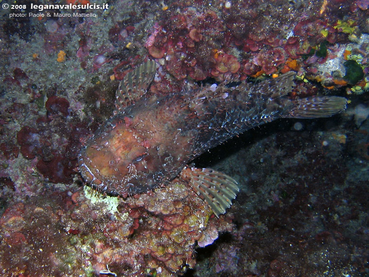 Porto Pino foto subacquee - 2008 - Grosso scorfano rosso (Scorpaena scrofa), ben mimetizzato e assai poco visibile
