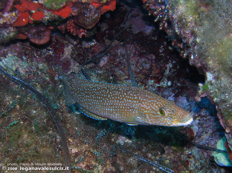 Porto Pino foto subacquee - 2008 - Un bel tordo marvizzo (Labrus berggylta), incontro piuttosto raro