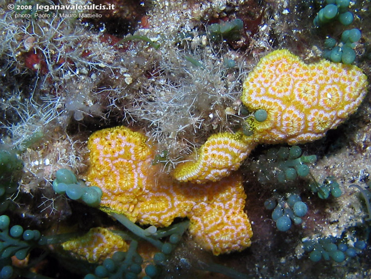 Porto Pino foto subacquee - 2008 - Ascidia incrostante a fiore (Botrylloides sp.)