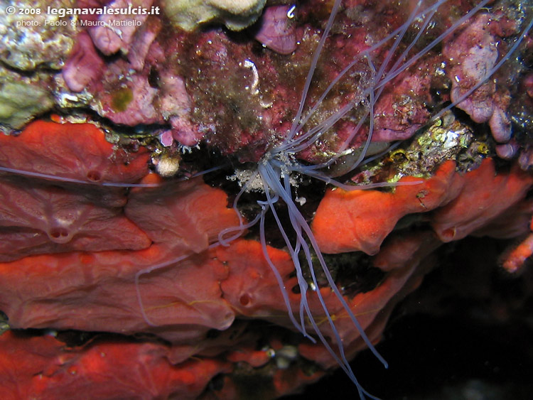 Porto Pino foto subacquee - 2008 - Verme tentacolato Terebellide (Eupolymnia nebulosa). Il verme è all'interno, si vedono solo i tentacoli
