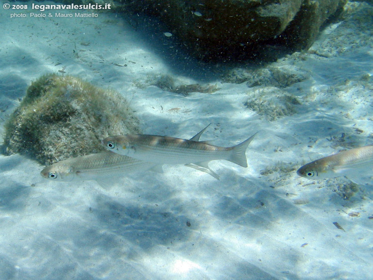 Porto Pino foto subacquee - 2008 - Piccoli muggini (Mugil cephalus) in acqua bassa, presso Cala S'Arrespiglia