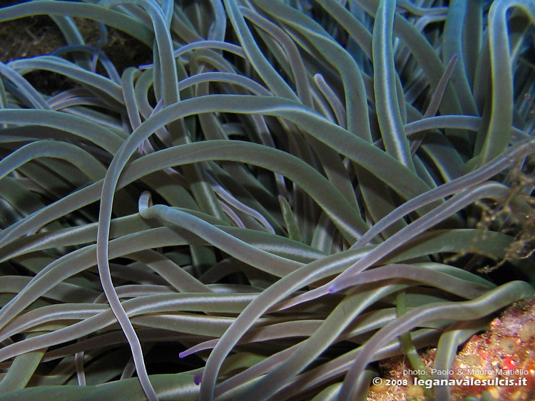 Porto Pino foto subacquee - 2008 - Anemone di mare (Anemonia viridis), da molto vicino
