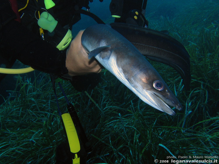 Porto Pino foto subacquee - 2008 - Grongo (Conger conger) trovato misteriosamente morto in mezzo alla posidonia, -20metri, presso C.Piombo. Il pesce era in stato ancora buono (minimi segni di decomposizione) e senza ferite visibili