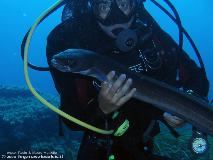 Porto Pino foto subacquee - 2008 - Grongo (Conger conger) trovato misteriosamente morto in mezzo alla posidonia, -20metri, presso C.Piombo. Il pesce era in stato ancora buono (minimi segni di decomposizione) e senza ferite visibili