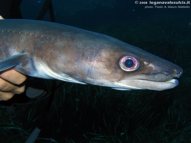 Porto Pino foto subacquee - 2008 - Grongo (Conger conger) trovato misteriosamente morto in mezzo alla posidonia, -20metri, presso C.Piombo. Il pesce era in stato ancora buono (minimi segni di decomposizione) e senza ferite visibili