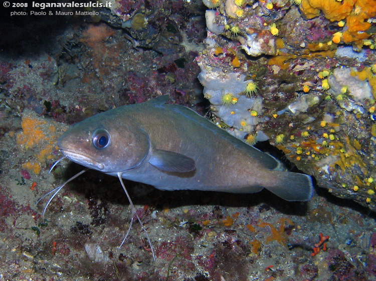 Porto Pino foto subacquee - 2008 - Musdea, o Mostella (Phycis phycis), pesce che abita tane profonde e buie
