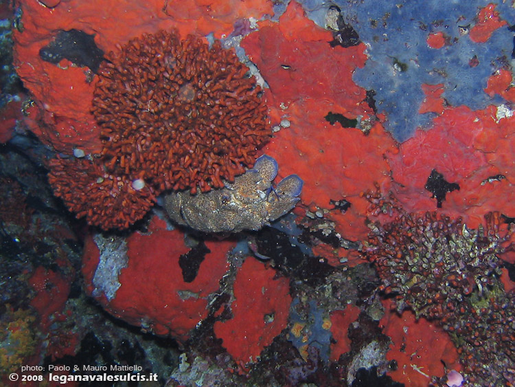 Porto Pino foto subacquee - 2008 - Un crostaceo ormai raro da queste parti: la cicala di mare, o magnosa (Scyllarides latus), vicino ad una rosa di falso corallo e spugne incrostanti; Capo Teulada.