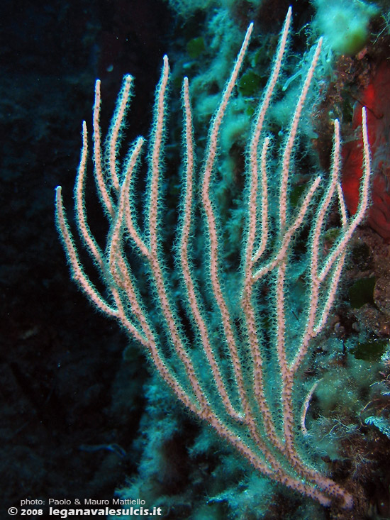 Porto Pino foto subacquee - 2008 - C.Teulada, gorgonia bianca (Eunicella singularis) con le migliaia di polipi bene in vista 