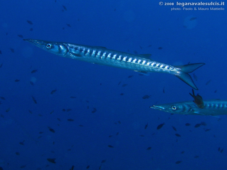 Porto Pino foto subacquee - 2008 - Barracuda del Mediterraneo (Sphyraena viridensis) di dimensioni rispettabili