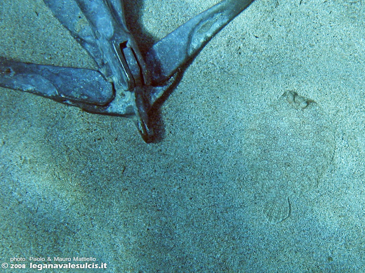 Porto Pino foto subacquee - 2008 - Cala Aligusta: un piccolo rombo (Bothus podas)